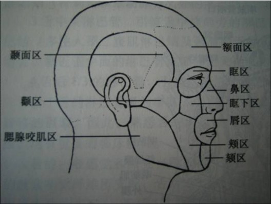 (一)分區面部分區及表面解剖鼻下點眉間點分界:兩側——下頜支後緣下